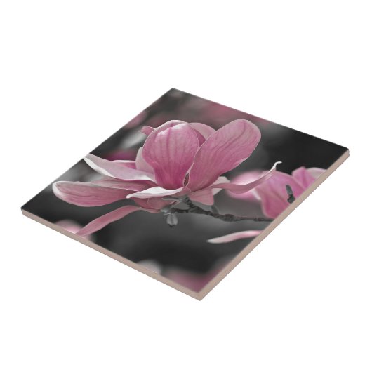 Carreau Magnolia (Côté)