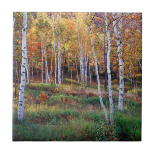 Carreau Maine, Parc national d'Acadia, Automne
