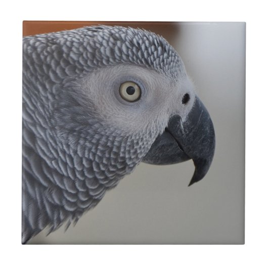 Carreau Majestic African Grey Parrot (Devant)
