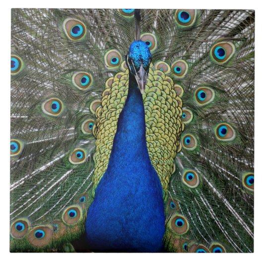 Carreau Majestic Peacock (Devant)