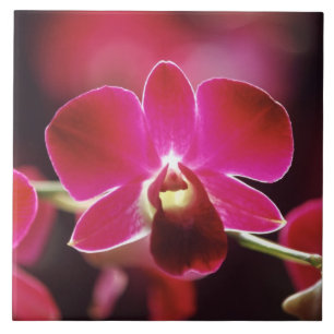 Carreau Malaisie, Orchidée