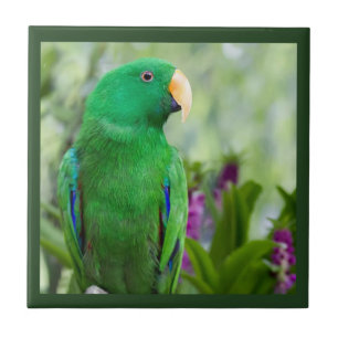 Carreau Mâle de perroquet d'Eclectus