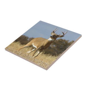 Carreau Mâle de Whitetail d'automne