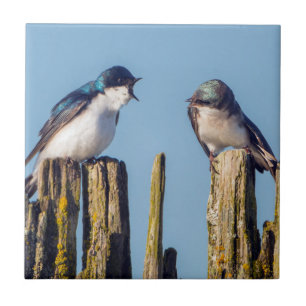 Carreau Male et femelle Tree Swallow
