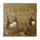 Carreau Mâles de cerfs communs de mule D30 (Devant)