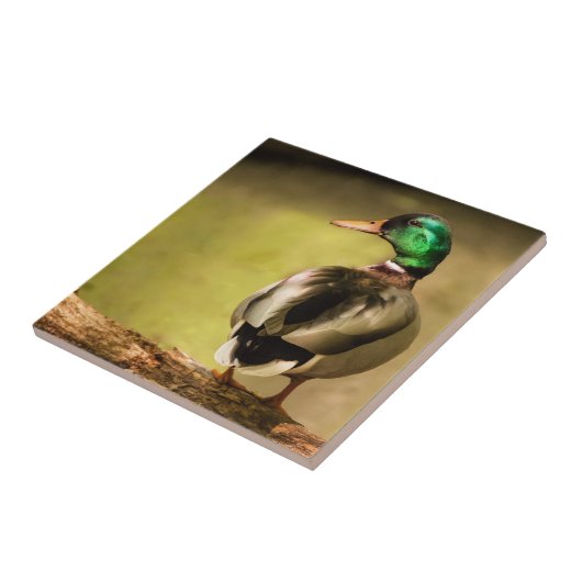 Carreau Mallard Duck (Côté)