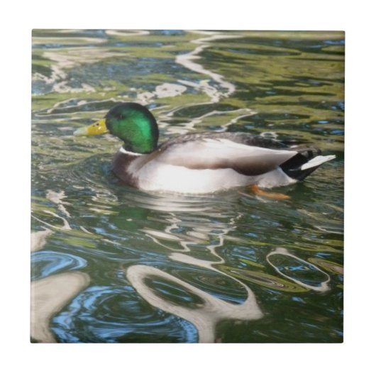 Carreau Mallard Duck (Devant)