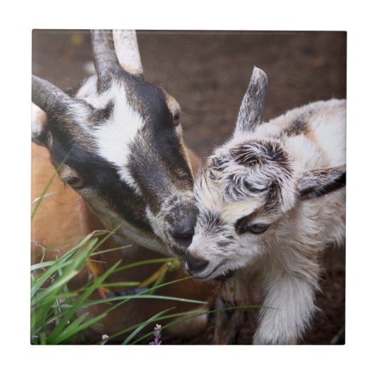 Carreau Maman et bébé chèvre (Devant)