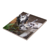 Carreau Maman et bébé chèvre (Côté)