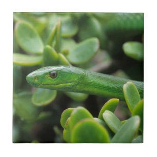 Carreau Mamba vert oriental (Dendroaspis angusticeps)