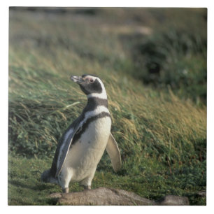 Carreau Manchot de Magellan (Spheniscus magellanicus),