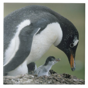 Carreau Manchot papou, (Pygoscelis papua), Falkland