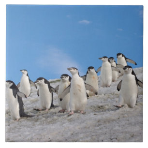 Carreau Manchots à Collier Pygoscelis Antarctica