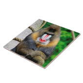 Carreau Mandrill 001 (Côté)