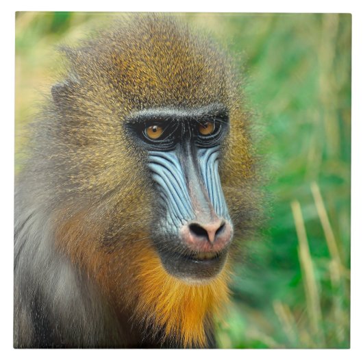 Carreau Mandrill 002 (Devant)