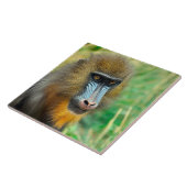 Carreau Mandrill 002 (Côté)