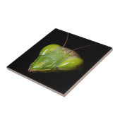 Carreau Mante priante (Côté)