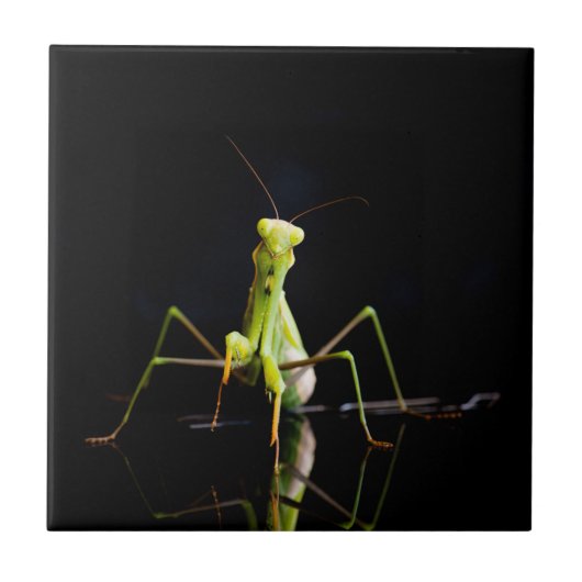 Carreau Mante priante (Devant)