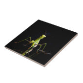 Carreau Mante priante (Côté)