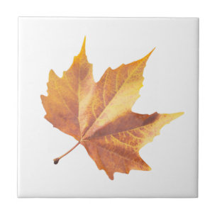 Carreau Maple autumn