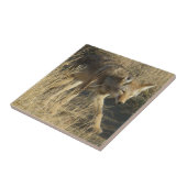 Carreau Marche du coyote R14 (Côté)