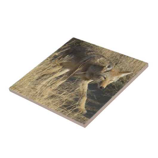 Carreau Marche du coyote R14 (Côté)