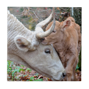 Carreau Maremmana Vache et veau