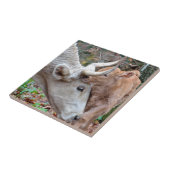 Carreau Maremmana Vache et veau (Côté)