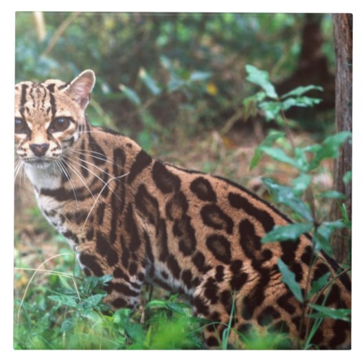 Carreau Margay, Leopardus wiedi, Natif du Mexique vers (Devant)