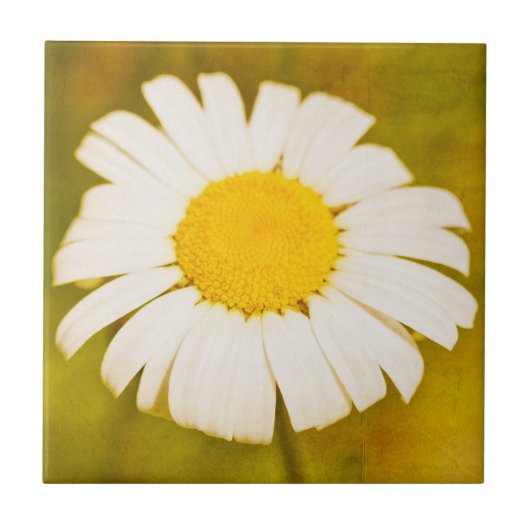 Carreau marguerite et été solitaire (Devant)