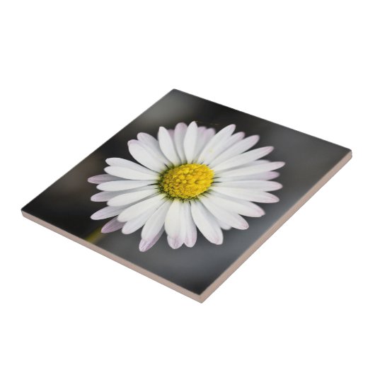 Carreau Marguerite sauvage blanche et jaune (Côté)