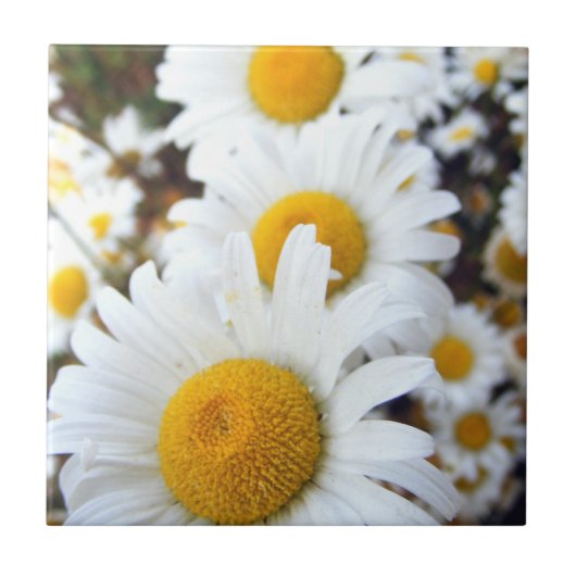 Carreau Marguerites (Devant)