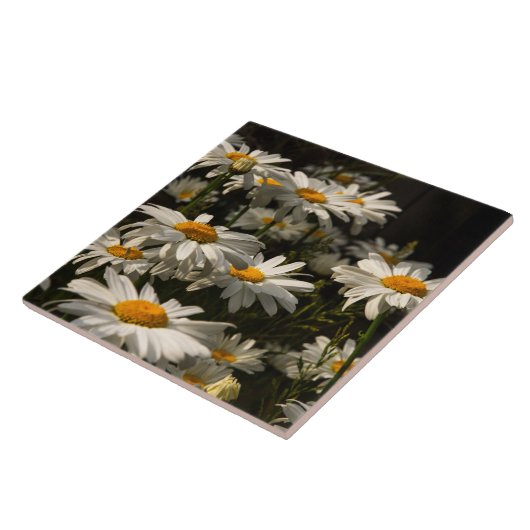 Carreau marguerites d'été Carrelage en céramique (Côté)