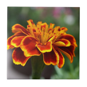 Carreau Marigold en pleine floraison
