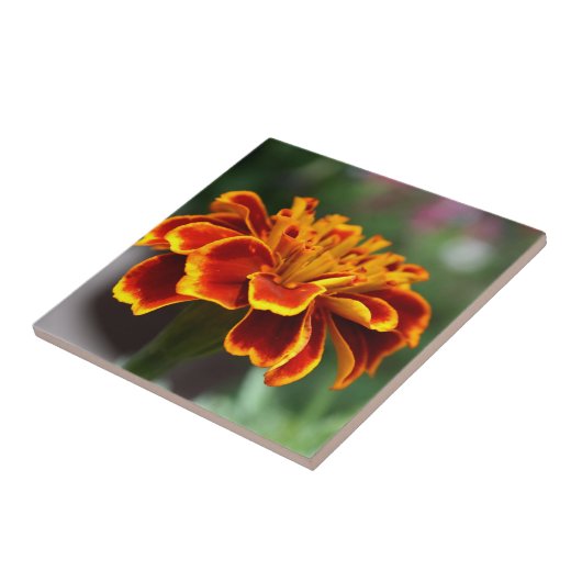 Carreau Marigold en pleine floraison (Côté)