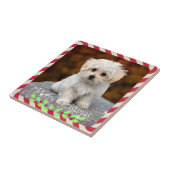 Carreau Marionnette maltaise...cadre de Noël (Côté)