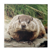 Carreau Marmotte (Devant)