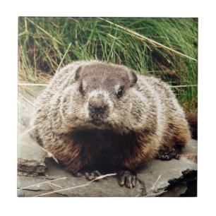 Carreau Marmotte