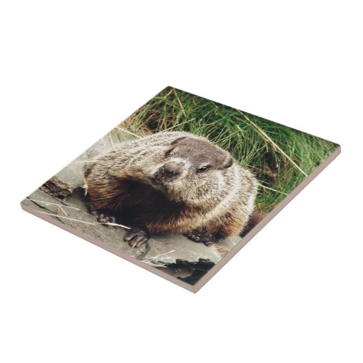 Carreau Marmotte (Côté)