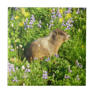 Carreau Marmotte dans les fleurs sauvages du mont Rainier
