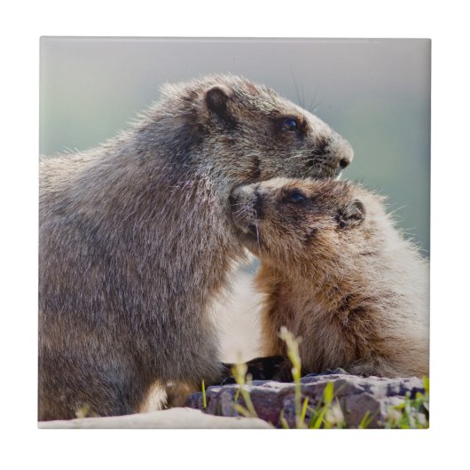 Carreau Marmotte mère avec bébé (Devant)