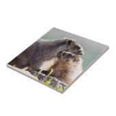 Carreau Marmotte mère avec bébé (Côté)