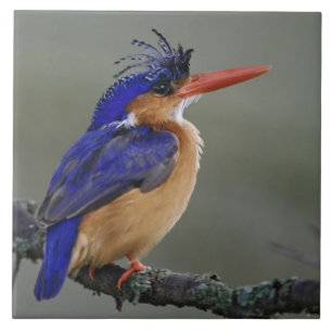 Carreau Martin-pêcheur à tête bleue, Alcedo cristata, Lac