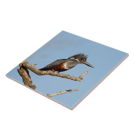 Carreau Martin-pêcheur géant (Côté)