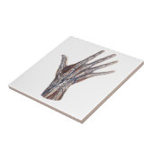 Carreau Médecine vintage, Anatomie humaine Doigts (Côté)