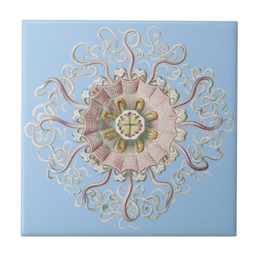 Carreau Méduse rose nautique d'Ernst Haeckel (Devant)