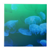 Carreau Méduses transparentes (Devant)