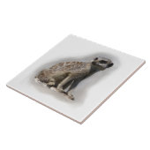 Carreau meerkat (Côté)