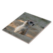 Carreau Meerkat 004 (Côté)