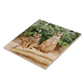 Carreau Meerkat 009 (Côté)